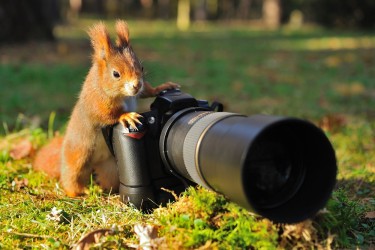 "Capturing Kashmir's Majesty: A Guide for Nature Photographers"