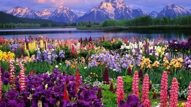 All you need to know About Tulip Festival in Jammu & Kashmir