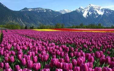 "Exploring Kashmir's Enchantment with Tribazz: A Traveler's Tale"